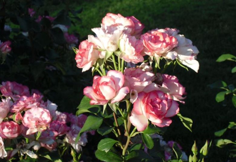 GARDENING WITH VEGIE VIC