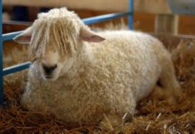 Wool Gets in Your Eyes