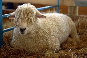 Wool Gets in Your Eyes