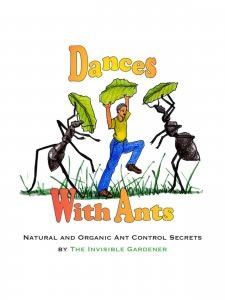 Dances with Ants