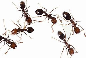 How to control Ants