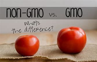 GMO vs non-GMO