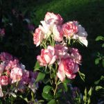 GARDENING WITH VEGIE VIC