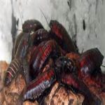 Coming to America:  One Invader every 27 Seconds