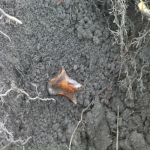 Bone identified as that of a young girl, from a mass grave at the Anglican Mohawk Indian residential school, Brantford, Ontario, October 2011