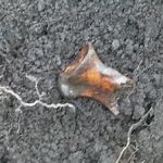 A child’s bone unearthed at the Mohawk Indian school, Brantford, Ontario, November 2011