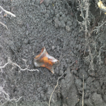  Bodies, bodies, who’s got the bodies, Once more down Canaduh’s memory hole