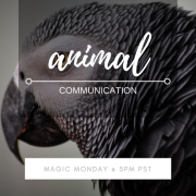 Magic Monday with Jessica Dewberry ~ Animal Communication 