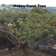 Happy Coral Tree