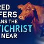 4 Red Heifers Mean the Antichrist is Near