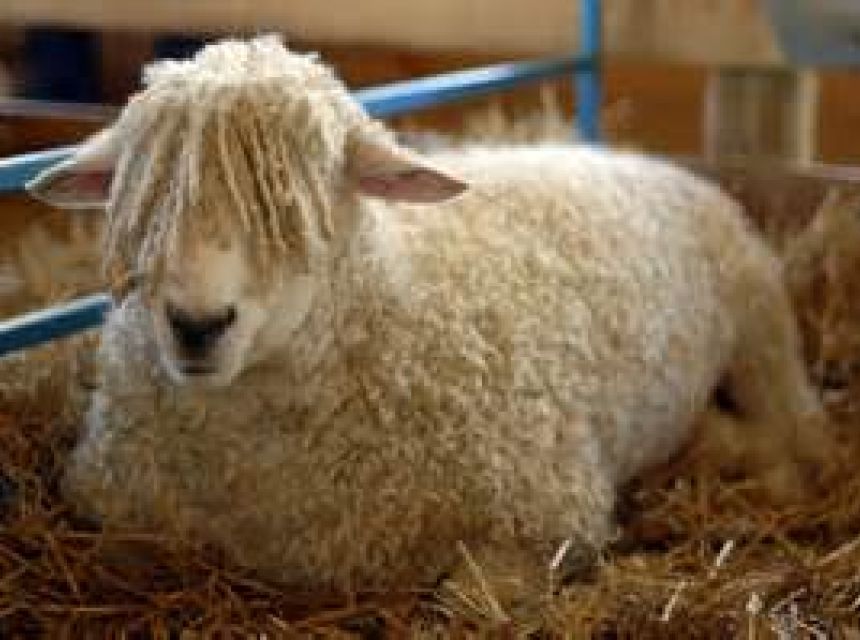 Wool Gets in Your Eyes