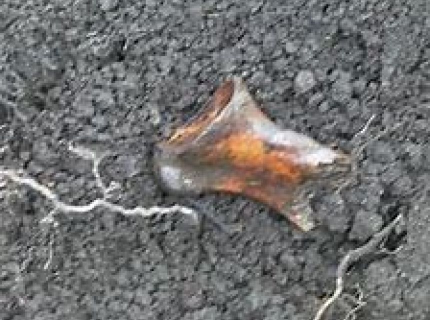 A child’s bone unearthed at the Mohawk Indian school, Brantford, Ontario, November 2011